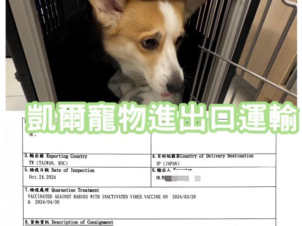 2024/10/24『日本』柯基犬與主人一同移民至日本囉~~~